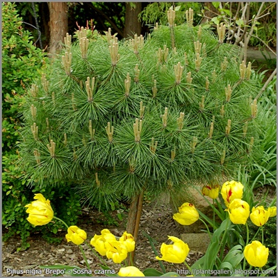 Pinus nigra 'Brepo' - Sosna czarna 'Brepo'