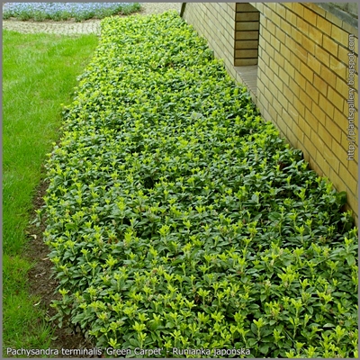 Pachysandra terminalis 'Green Carpet' habit - Runianka japońska Przykład zastosowania