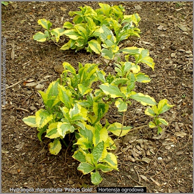 Hydrangea macrophylla 'Pirates Gold' - Hortensja ogrodowa 'Pirates Gold'