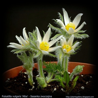 Pulsatilla vulgaris 'Alba' habit young plant -  Sasanka zwyczajna biała pokrój młodej rośliny
