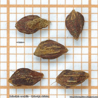 Kolkwitzia amabilis seed - Kolkwicja chińska nasiona