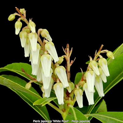 Pieris japonica 'White Pearl' - Pieris japoński 'White Pearl' kwiatostan