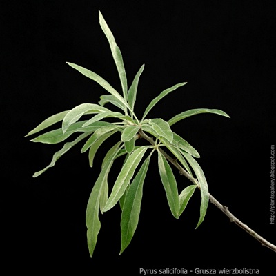 Pyrus salicifolia - Grusza wierzbolistna