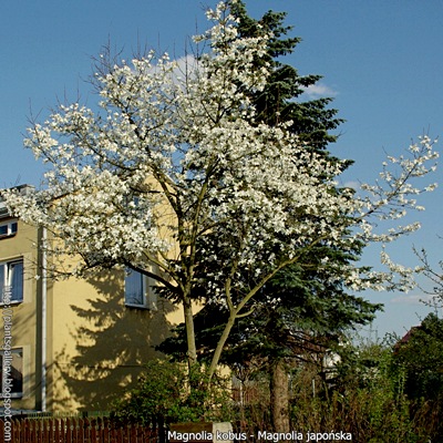 Magnolia kobus - Magnolia japońska