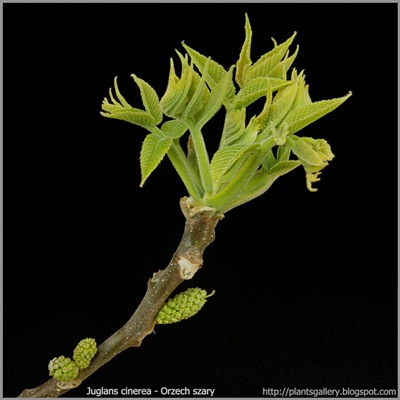 Juglans cinerea - Orzech szary młode liście i pąki kwiatowe