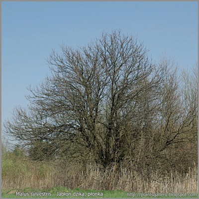 Malus sylvestris - Jabłoń dzika pokrój na przedwiośniu
