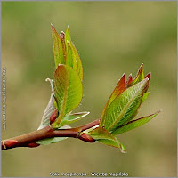 Salix moupinensis - Wierzba mupińska