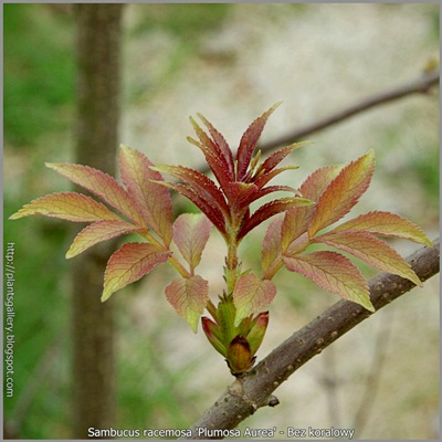 Sambucus racemosa 'Plumosa Aurea' - Bez koralowy 'Plumosa Aurea'