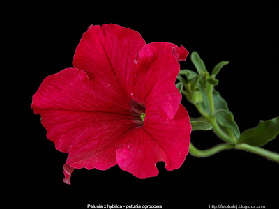 Petunia x hybrida - Petunia ogrodowa