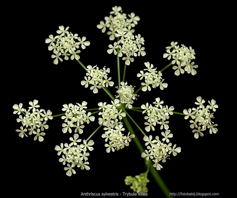 Plant Gallery - Encyklopedia Roślin: Anthriscus sylvestris - Trybula leśna
