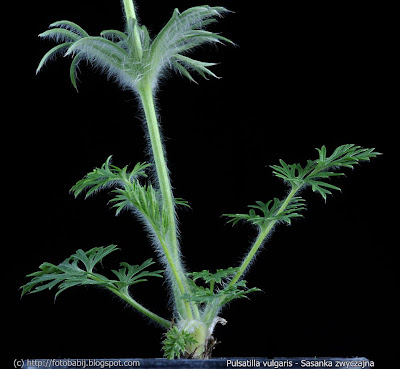 Pulsatilla vulgaris - Sasanka zwyczajna łodyga