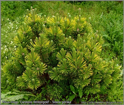Pinus mugo 'Carstens Wintergold' - Sosna górska 'Carstens Wintergold'