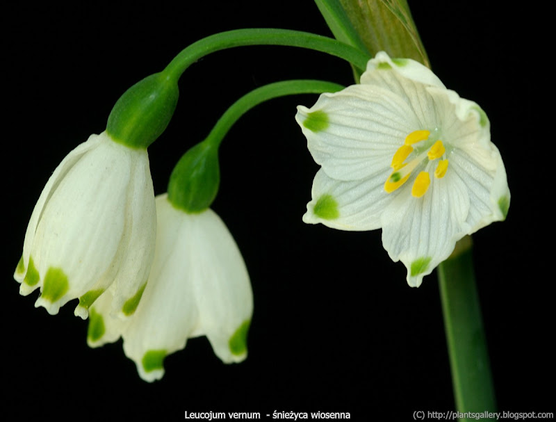 Leucojum vernum flowers - Śnieżyca wiosenna kwiaty