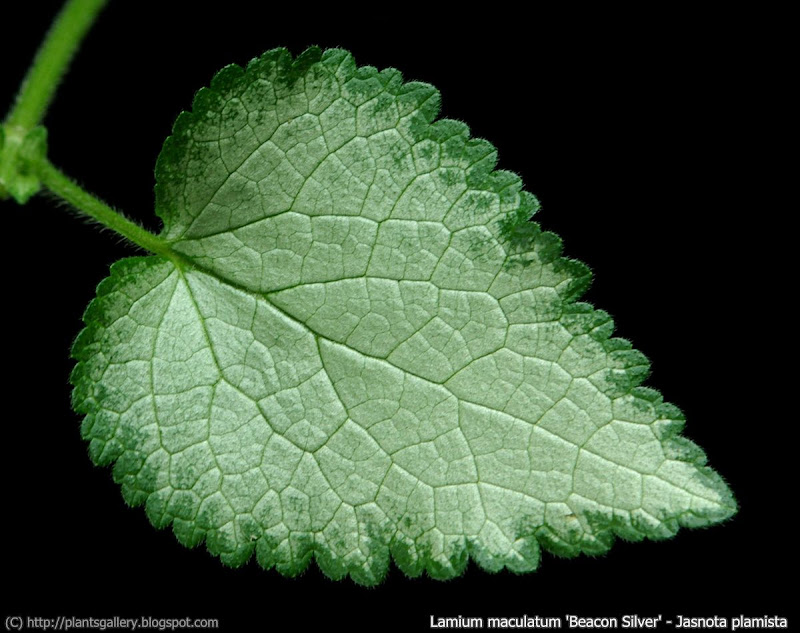 Lamium maculatum 'Beacon Silver' leaf- Jasnota plamista 'Beacon Silver'liść 