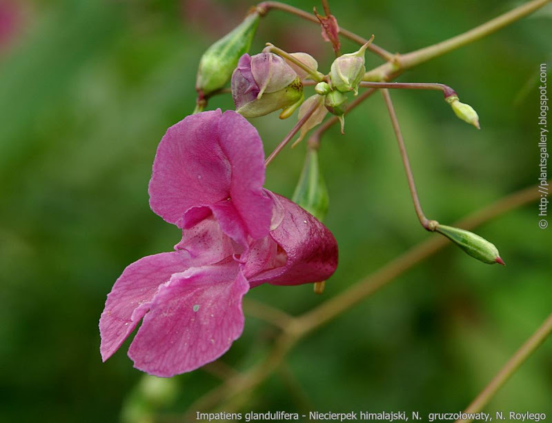 Impatiens glandulifera   flower - Niecierpek himalajski  kwiat 