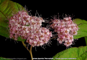 Plant Gallery Encyklopedia Roslin Spiraea Species And Varieties