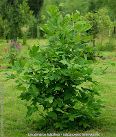 Liriodendron tulipifera - Tulipanowiec amerykański