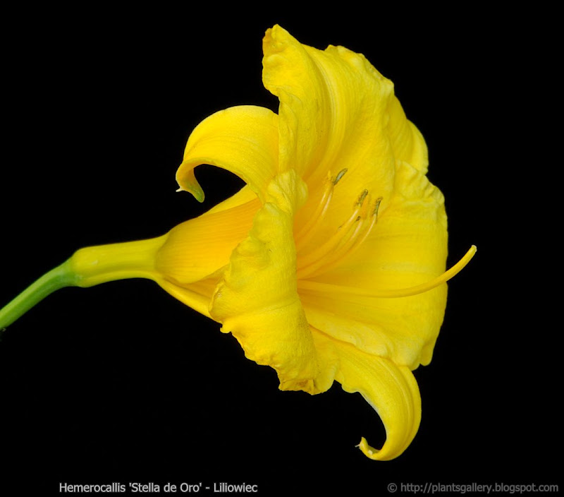 Hemerocallis 'Stella de Oro' - Liliowiec ogrodowy 'Stella de Oro'  