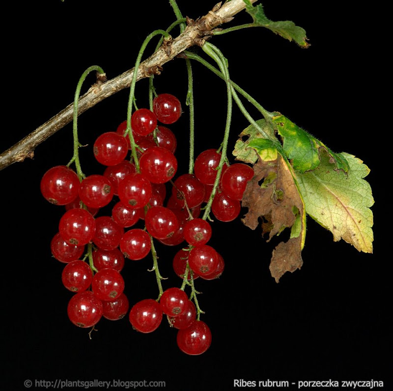 Ribes rubrum fruits - Porzeczka zwyczajna owoce 