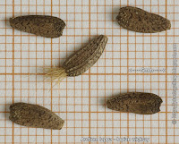 Arctium lappa seeds - Łopian większy nasiona