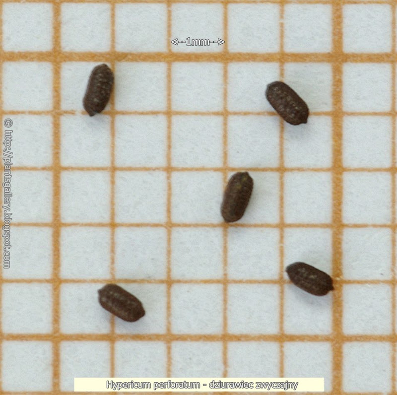 Hypericum perforatum seeds - dziurawiec zwyczajny nasiona

