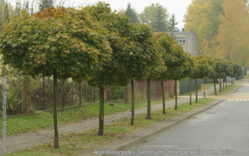 Acer platanoides 'Globosum' - Klon pospolity przykład zastosowania w zieleni miejskiej
