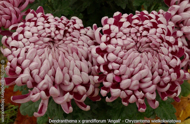 Dendranthema x grandiflorum 'Angali' - Chryzantema wielkokwiatowa