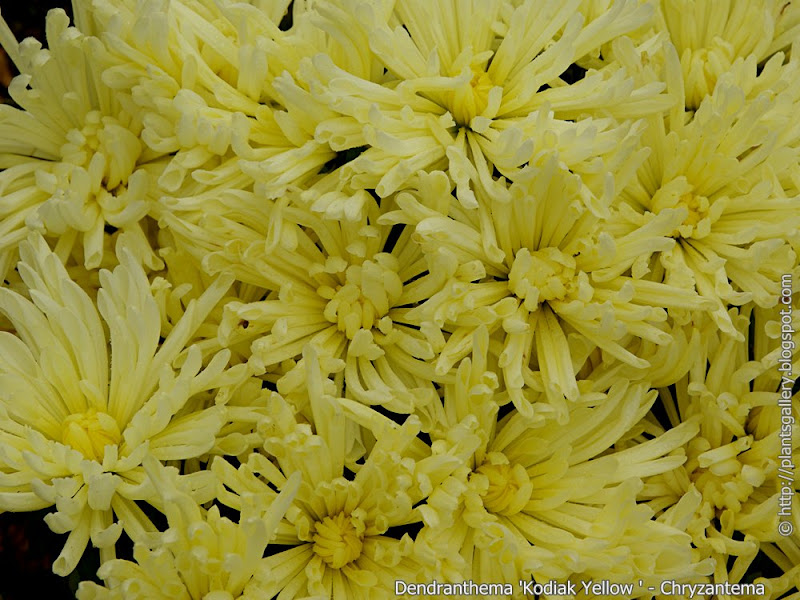 Dendranthema 'Kodiak Yellow' flowers  - Chryzantema 'Kodiak Yellow' kwiaty 