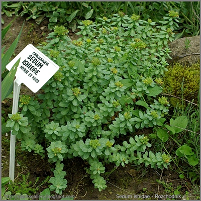 Sedum ishidae - Rozchodnik