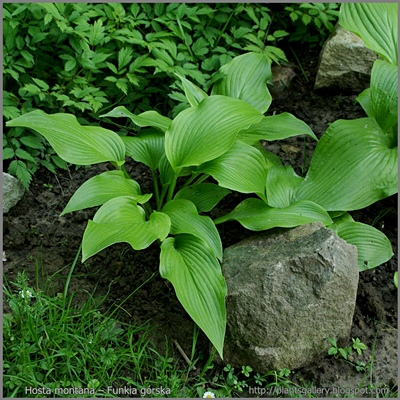 Hosta montana – Funkia górska