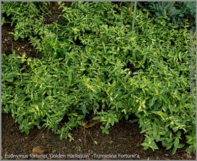 Euonymus fortunei 'Golden Harlequin' -Trzmielina Fortune'a 'Golden Harlequin'