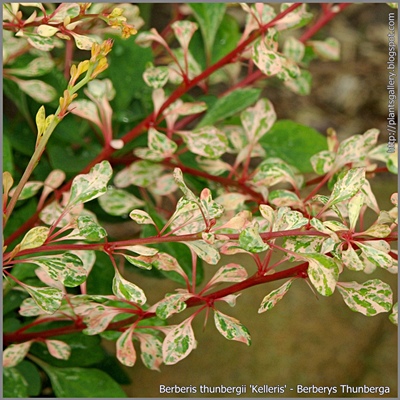 Berberis thunbergii 'Kelleris' habit - Berberys Thunberga młode przyrosty 