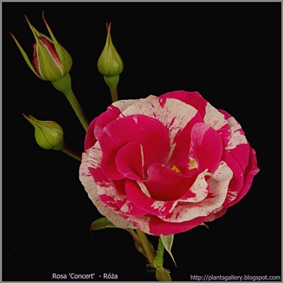 Rosa 'Concert' - Róża 'Concert'