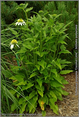 Echinacea purpurea 'Coconut Lime' - Jeżówka purpurowa 'Coconut Lime'