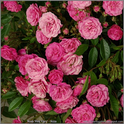  Rosa 'Pink Fairy' - Róża 'Pink Fairy'