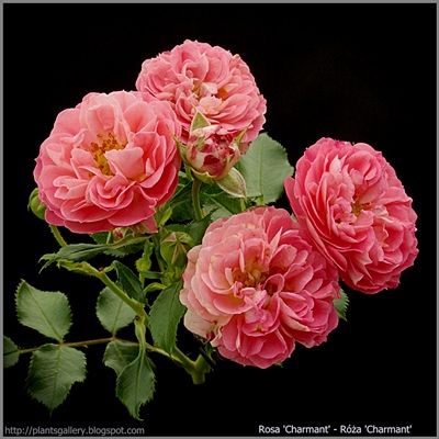 Rosa 'Charmant' - Róża 'Charmant'