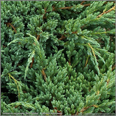 Juniperus squamata 'Blue Spider' - Jałowiec łuskowaty 'Blue Spider'