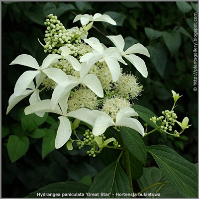Hydrangea paniculata 'Great Star' - Hortensja bukietowa 'Great Star' 