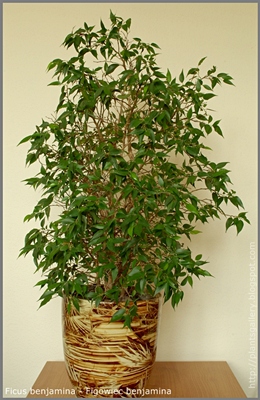 Ficus benjamina - Figowiec Benjamina