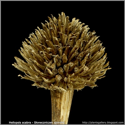 Heliopsis scabra - Słoneczniczek szorstki koszyczek nasienny
