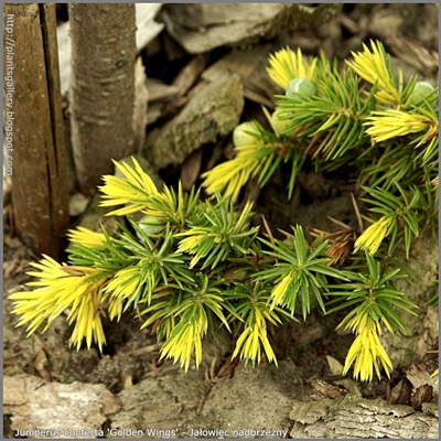 Juniperus conferta 'Golden Wings' - Jałowiec nadbrzeżny 'Golden Wings' 