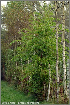 Betula nigra - Brzoza nadrzeczna