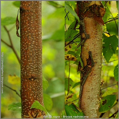 Betula nigra - Brzoza nadrzeczna
