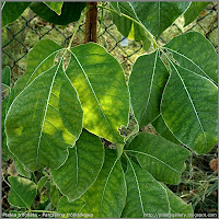Ptelea trifoliata - Parczelina trójlistkowa