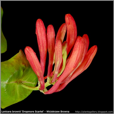Lonicera brownii 'Dropmore Scarlet' flower bud - Wiciokrzew Browna 'Dropmore Scarlet' pąki kwiatowe