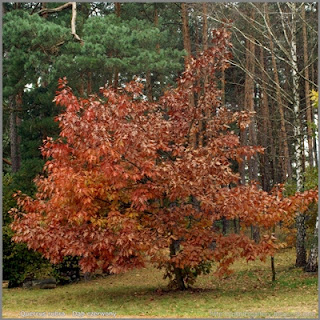 Quercus rubra autumn - Dąb czerwony jesienią