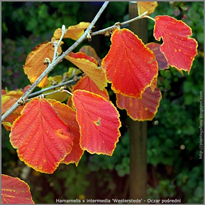 Hamamelis x intermedia 'Westerstede' autumn leaf - Oczar pośredni 'Westerstede' liście jesienią