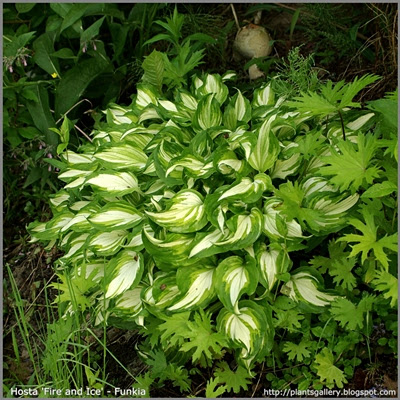 Hosta 'Fire and Ice' - Funkia 'Fire and Ice' 