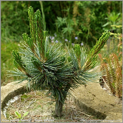 Pinus pumila 'Saentis' - Sosna karłowa 'Saentis' 