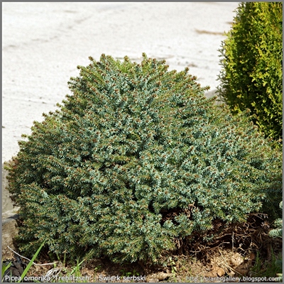 Picea omorika 'Treblitzsch' - Świerk serbski 'Treblitzsch'